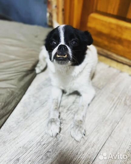 Маленькая собачка в дар