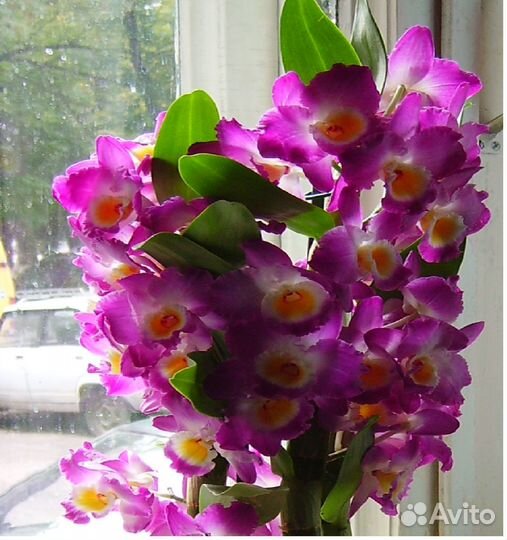 Растения комнатные и садовые