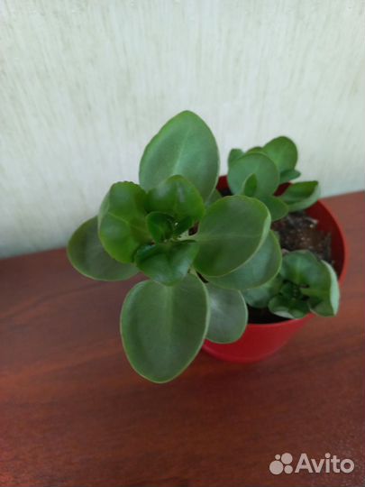 Каланхоэ розовый новый