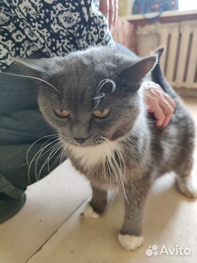 Ласковый кот