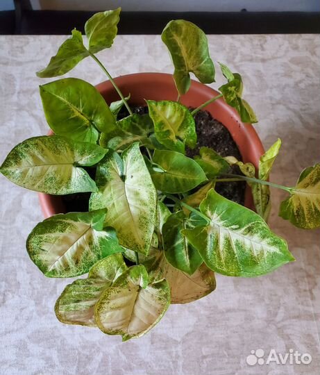 Сингониум Green Gold
