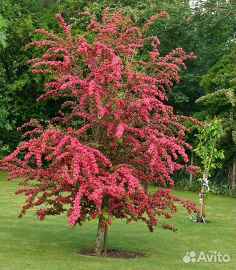 Декоративные растения