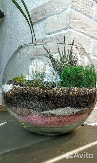 Флорариум суккуленты