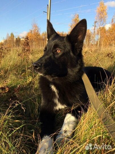 Ника ищет семью