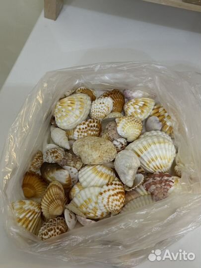 Морские ракушки