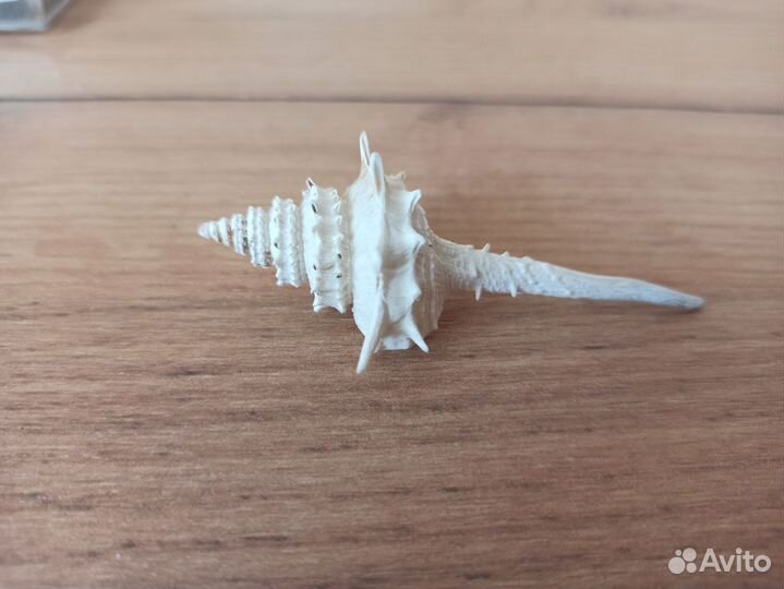 Морская раковина