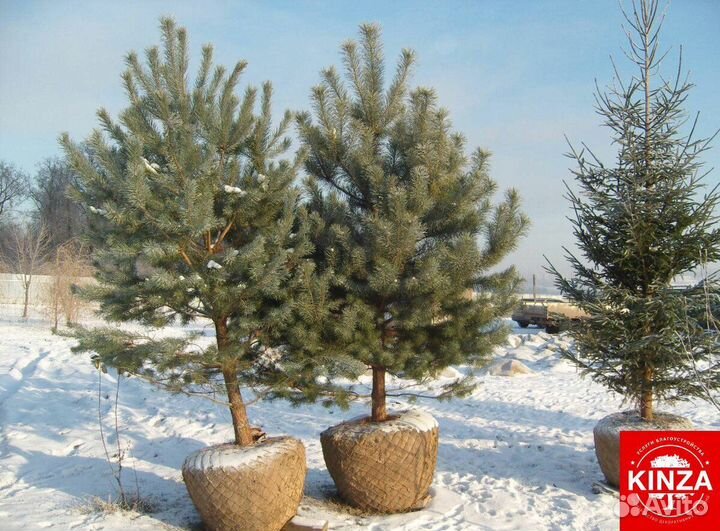 Сосна обыкновенная опт