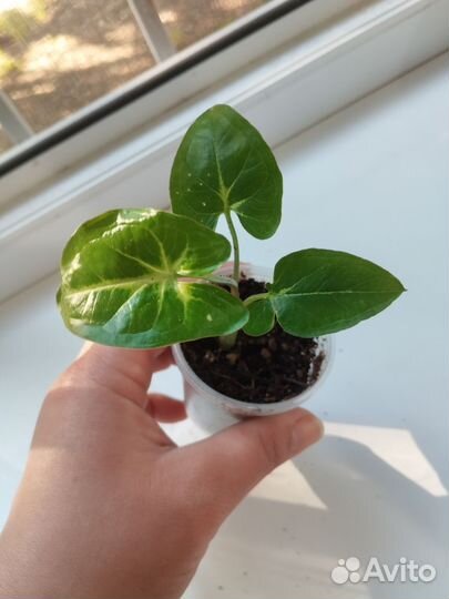 Сингониум ножколистный