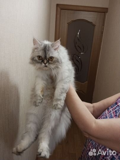 Персидская