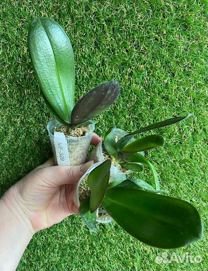 Орхидея Фаленопсис Белый Пелор