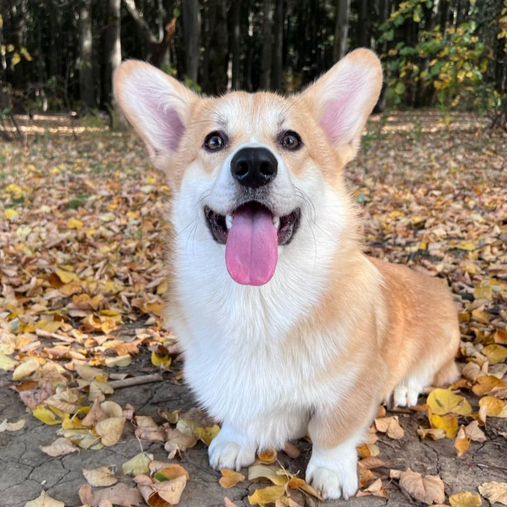 Corgi