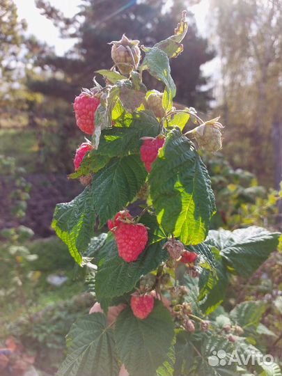 Саженцы малины