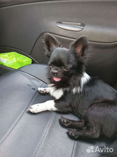 Вязка кобель чихуахуа