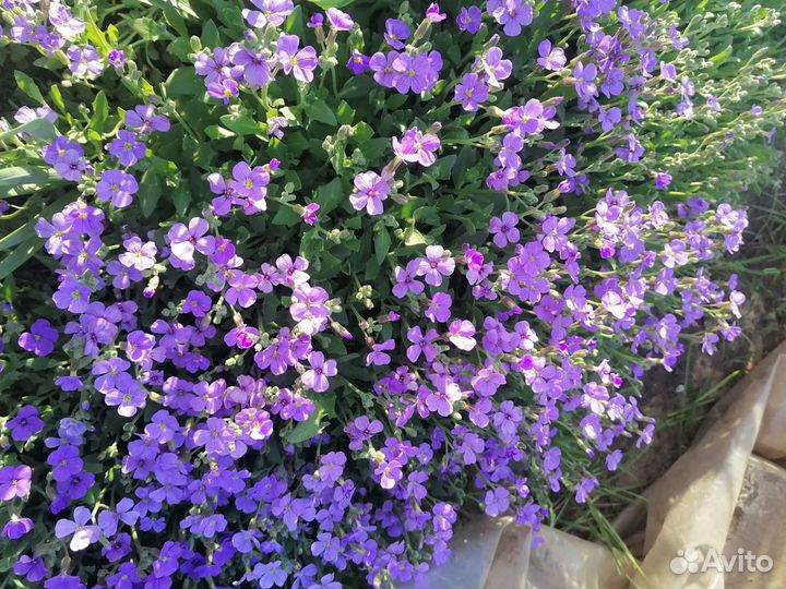 Обриета, гелениум, чабрец, почвопокровники