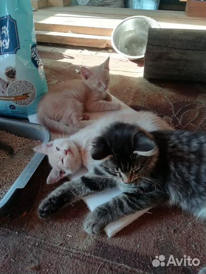 Котята в добрые руки
