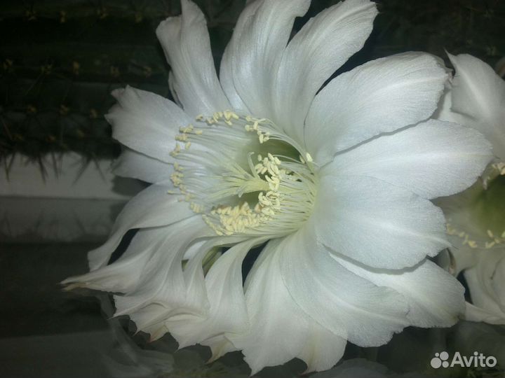 Кактус чветущий