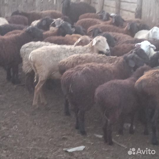 Продаются баранчики