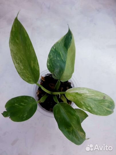 Филодендрон Имбэ Вайт Марбл