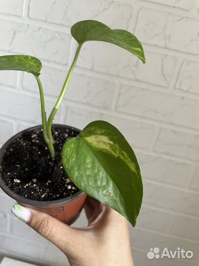 Сциндапсус золотистый