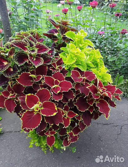 Колеусы вегетативные