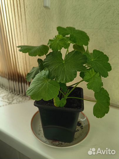 Комнатные растения