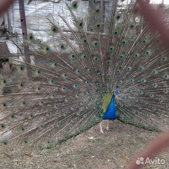 Индийские павлины