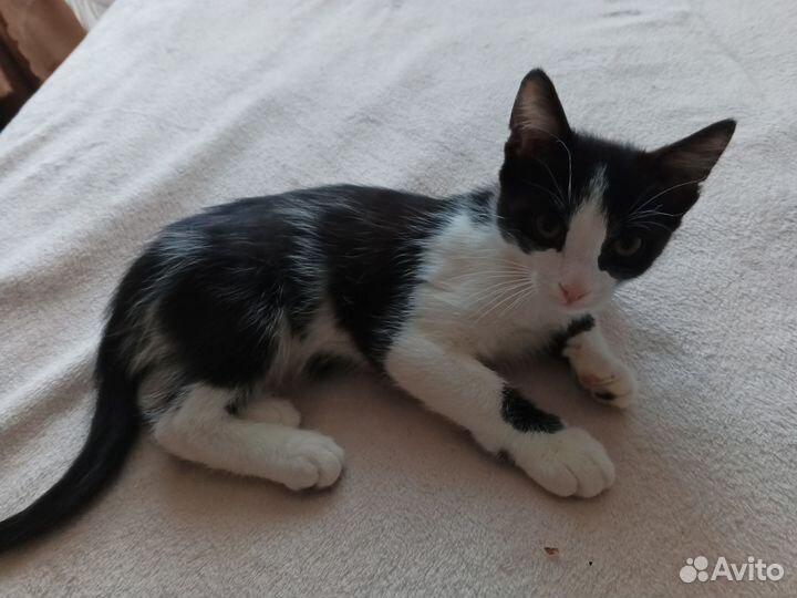 Пристрой котята в добрые руки