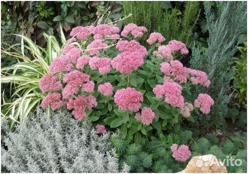 Многолетние цветы и декоративные кустарники