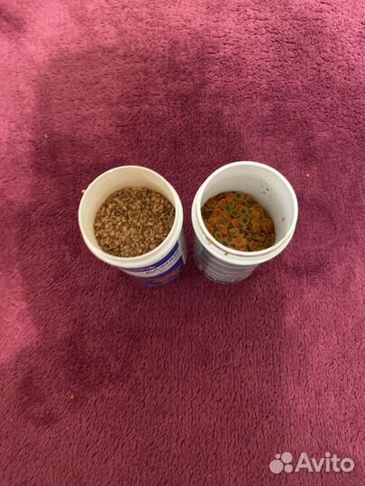 Живой корм для аквариумных рыб