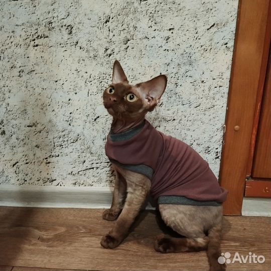 Одежда для кошек сфинкс