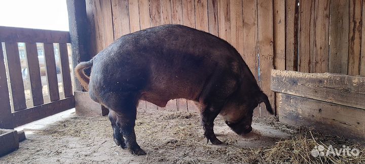 Хряк производиоель