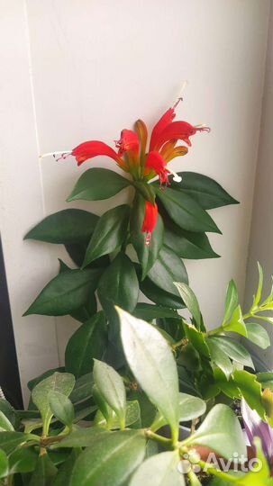 Кактусы и суккуленты