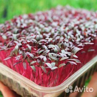 Микрозелень