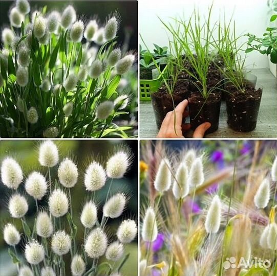 Заячий хвостик