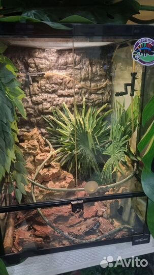 Террариум для рептилий