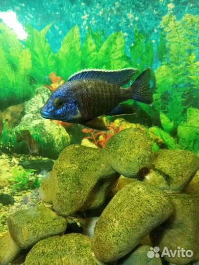 Йохани,Цихлиды Аулонокары,рыбки