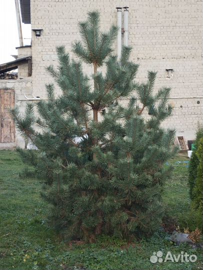 Ель голубая
