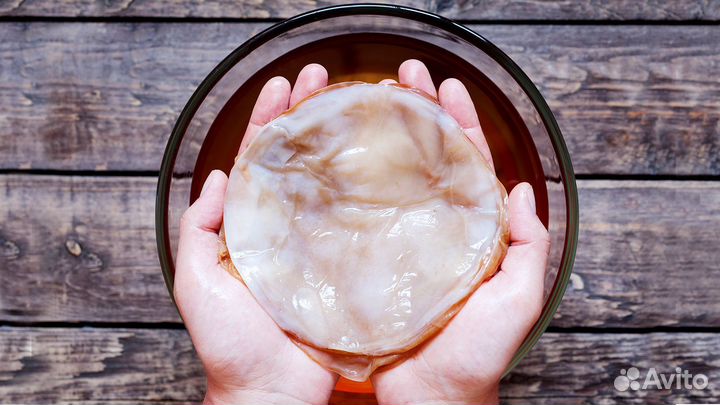 Чайный гриб комбуча