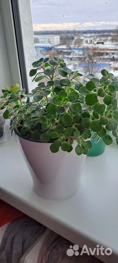 Дерево любви и счастья Аихризон