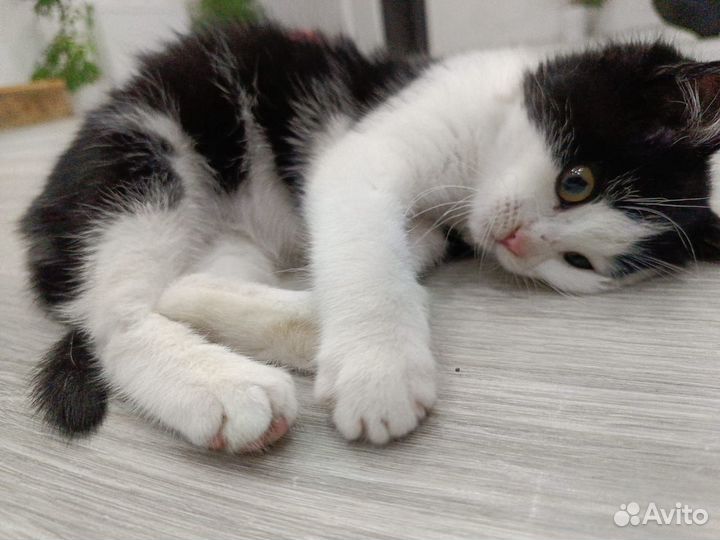 Котенок 2 месяца (самка), приучена к лотку