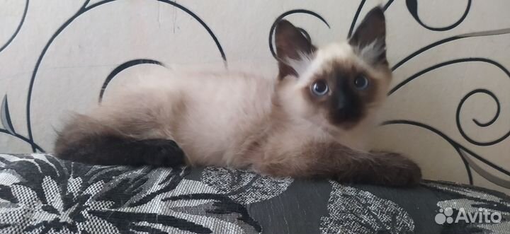 Котик