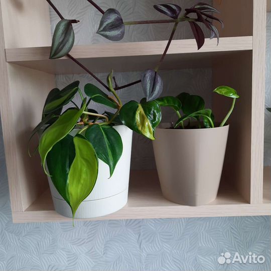 Сциндапсус (эпипремнум)