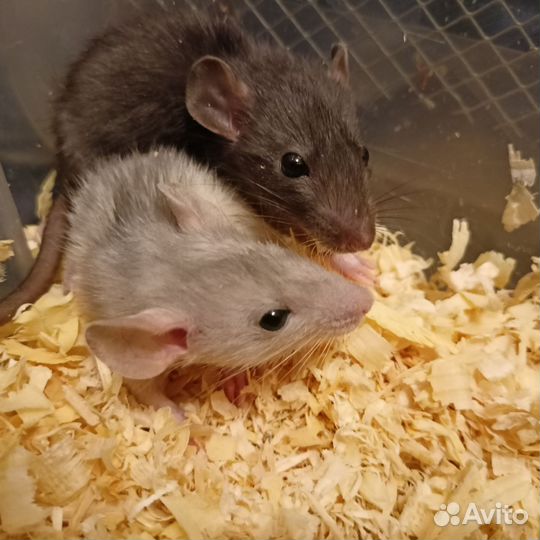 Крысята Дамбо