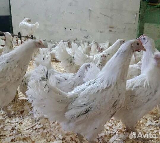 Несушки с доставкой на дом