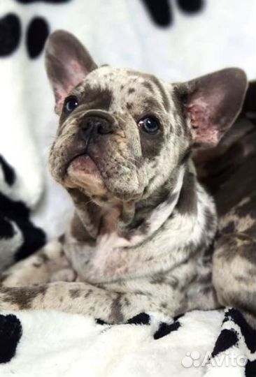 Французский бульдог