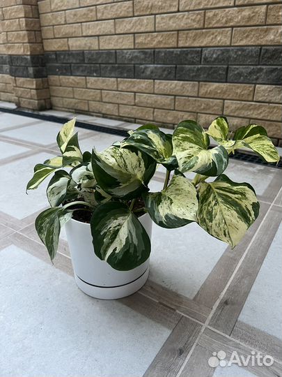 Продам комнатные растения