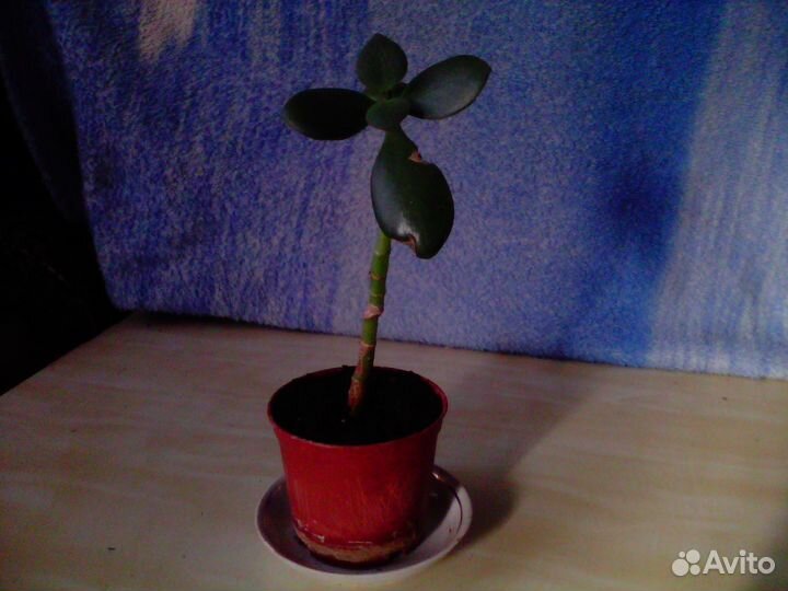 Маленькое денежное дерево