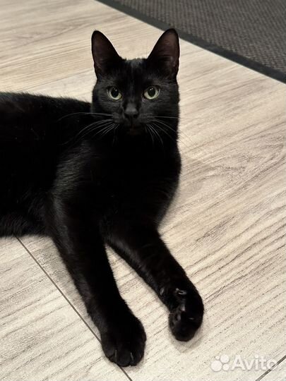 Кошка ищет дом