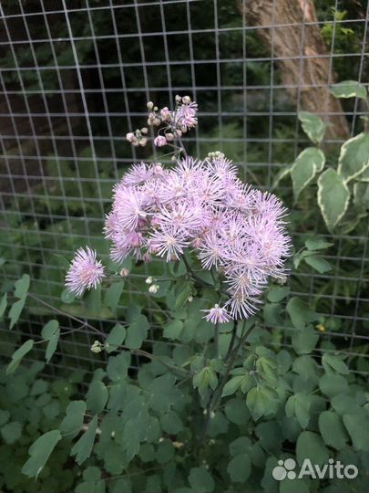 Василистник