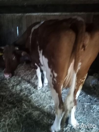 Корова дойная
